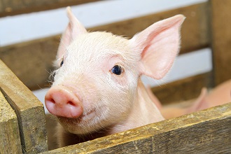 A pig on a farm